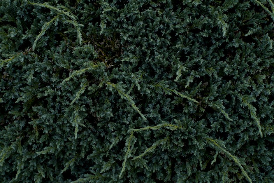 Which Low-Maintenance Foundation Shrubs Fit My Home and Yard?